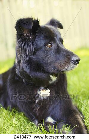 Portrait of border collie mix dog lying in grass; Toronto, Ontario, Canada View Large Photo Image Stock Photo - Portrait of border collie mix dog lying in grass; Toronto, Ontario, Canada. Fotosearch