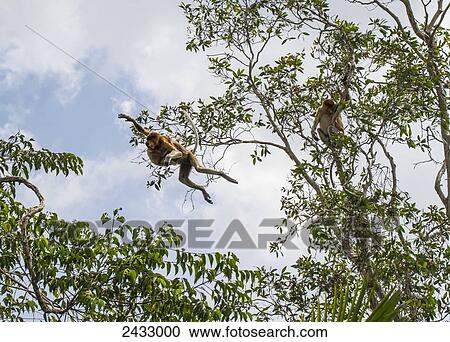 Proboscis monkey or long-nosed monkey (Nasalis larvatus) jumping from tree to tree in Tanjung Puting National Park, Central Kalimantan, Borneo, Indonesia View Large Photo Image Stock Image - Proboscis monkey or long-nosed monkey (Nasalis larvatus) jumping from tree to tree in Tanjung Puting National Park, Central Kalimantan, Borneo, Indonesia. Fotosearch