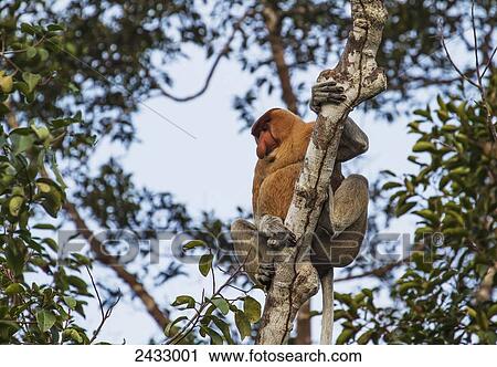Proboscis monkey or long-nosed monkey (Nasalis larvatus) in Tanjung Puting National Park, Central Kalimantan, Borneo, Indonesia View Large Photo Image Stock Image - Proboscis monkey or long-nosed monkey (Nasalis larvatus) in Tanjung Puting National Park, Central Kalimantan, Borneo, Indonesia. Fotosearch