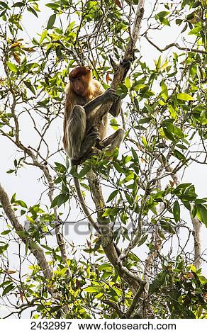 Proboscis monkey or long-nosed monkey (Nasalis larvatus) in Tanjung Puting National Park, Central Kalimantan, Borneo, Indonesia View Large Photo Image Stock Photo - Proboscis monkey or long-nosed monkey (Nasalis larvatus) in Tanjung Puting National Park, Central Kalimantan, Borneo, Indonesia. Fotosearch