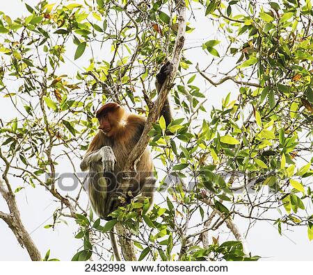 Stock Photo - Proboscis monkey or long-nosed monkey (Nasalis larvatus) in Tanjung Puting National Park, Central Kalimantan, Borneo, Indonesia. Fotosearch
