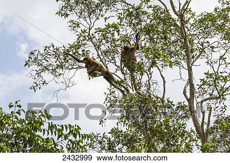 Proboscis monkey or long-nosed monkey (Nasalis larvatus) jumping from tree to tree in Tanjung Puting National Park, Central Kalimantan, Borneo, Indonesia View Large Photo Image Stock Photo - Proboscis monkey or long-nosed monkey (Nasalis larvatus) jumping from tree to tree in Tanjung Puting National Park, Central Kalimantan, Borneo, Indonesia. Fotosearch