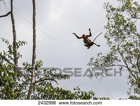 Stock Photograph - Proboscis monkey or long-nosed monkey (Nasalis larvatus) jumping from tree to tree in Tanjung Puting National Park, Central Kalimantan, Borneo, Indonesia. Fotosearch