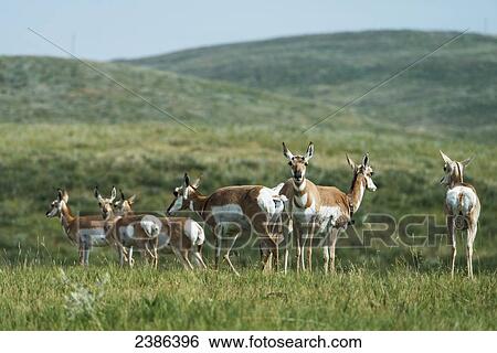 Pronghorn antelope (antilocapra americana), Wind Cave National Park; South Dakota, United States of America View Large Photo Image Stock Photograph - Pronghorn antelope (antilocapra americana), Wind Cave National Park; South Dakota, United States of America. Fotosearch
