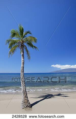 Puamana Beach with a lone palm tree; Maui, Hawaii, United States of America View Large Photo Image Stock Photo - Puamana Beach with a lone palm tree; Maui, Hawaii, United States of America. Fotosearch