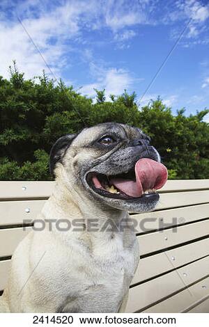Stock Image - Pug sitting on bench in High Park; Toronto, Ontario, Canada. Fotosearch