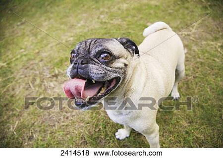 Pug standing on grass in High Park; Toronto, Ontario, Canada View Large Photo Image Stock Photo - Pug standing on grass in High Park; Toronto, Ontario, Canada. Fotosearch