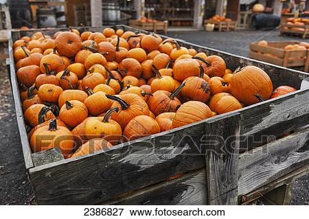 Pumpkins at a pumpkin farm; Eastern Townships, Quebec, Canada View Large Photo Image Stock Photo - Pumpkins at a pumpkin farm; Eastern Townships, Quebec, Canada. Fotosearch