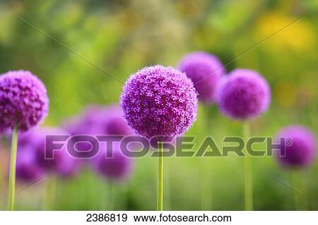 Stock Photo - Purple Allium flowers, Assiniboine Park; Winnipeg, Manitoba, Canada. Fotosearch