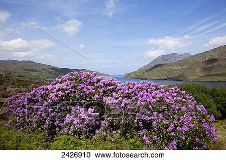 Stock Image - Purple flowers blossoming on a shrub on the shore of Killary Harbour; County Galway, Ireland. Fotosearch