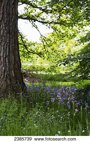 Stock Photo - Purple wildflowers growing at the base of a tree; Northumberland, England. Fotosearch