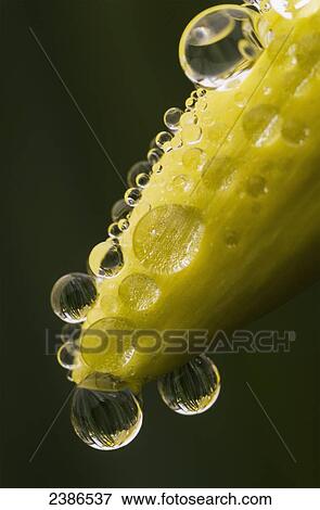 Raindrops cling to daffodils; Astoria, Oregon, United States of America View Large Photo Image Stock Photo - Raindrops cling to daffodils; Astoria, Oregon, United States of America. Fotosearch