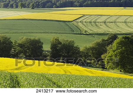 Stock Photo - Rapeseed and wheat fields in springtime; Kaufungen, Kassel district, Germany. Fotosearch