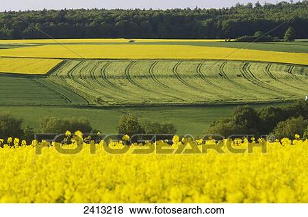Rapeseed and wheat fields in springtime; Kaufungen, Kassel district, Germany View Large Photo Image Stock Photo - Rapeseed and wheat fields in springtime; Kaufungen, Kassel district, Germany. Fotosearch