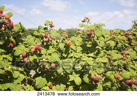 Raspberry canes at pick your own farm; Barrie, Ontario, Canada View Large Photo Image Stock Photo - Raspberry canes at pick your own farm; Barrie, Ontario, Canada. Fotosearch