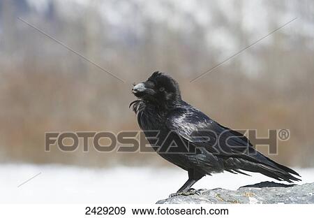 Stock Photo - Raven perched on log near Portage, Southcentral Alaska, Spring. Fotosearch