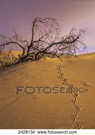 Raven tracks across the sand dune; Lakeside, Oregon, United States of America View Large Photo Image Picture - Raven tracks across the sand dune; Lakeside, Oregon, United States of America. Fotosearch