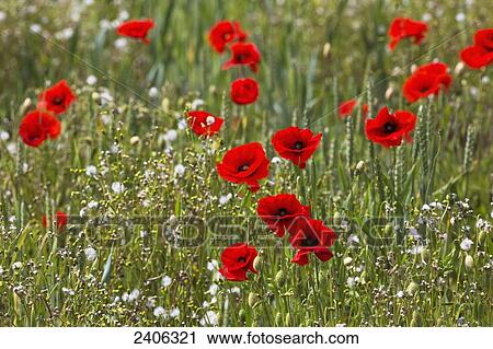 Red and white flowers blossoming in a field; Northumberland, England View Large Photo Image Stock Image - Red and white flowers blossoming in a field; Northumberland, England . Fotosearch