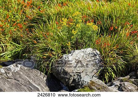Red and yellow wildflowers and rocks; County Cork, Ireland View Large Photo Image Stock Image - Red and yellow wildflowers and rocks; County Cork, Ireland. Fotosearch