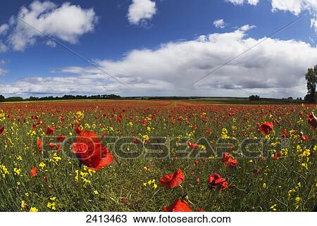 Stock Image - Red and yellow wildflowers in a field; Northumberland, England. Fotosearch
