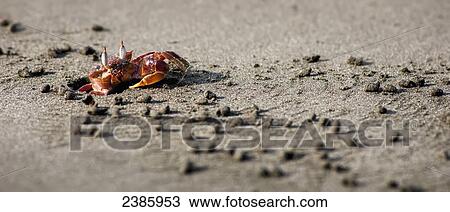 Red crab on the beach; Zancudo, Costa Rica View Large Photo Image Stock Image - Red crab on the beach; Zancudo, Costa Rica. Fotosearch