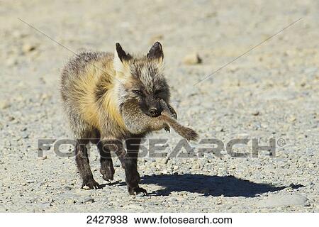 Red fox (vulpes vulpes) hunting in Denali National Park; Alaska, United States of America View Large Photo Image Stock Photo - Red fox (vulpes vulpes) hunting in Denali National Park; Alaska, United States of America. Fotosearch