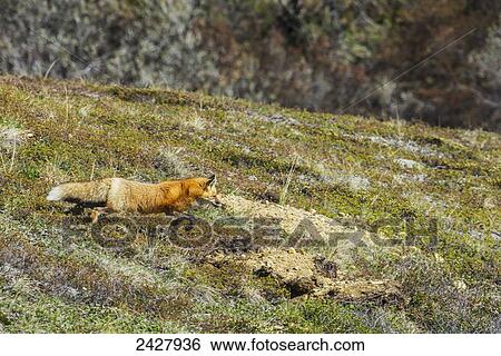 Red fox (vulpes vulpes) hunting in Denali National Park in springtime; Alaska, United States of America View Large Photo Image Stock Photograph - Red fox (vulpes vulpes) hunting in Denali National Park in springtime; Alaska, United States of America. Fotosearch