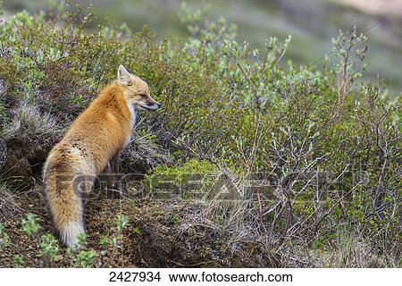 Red fox (vulpes vulpes) in Denali National Park in springtime; Alaska, United States of America View Large Photo Image Picture - Red fox (vulpes vulpes) in Denali National Park in springtime; Alaska, United States of America. Fotosearch