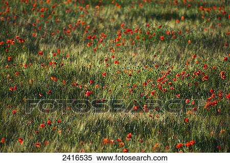 Stock Photography - Red poppies growing in a field; Cite, France. Fotosearch