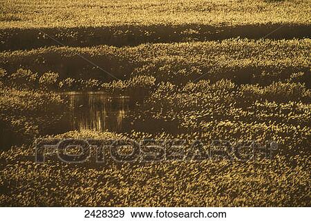 Stock Photo - Reeds at dusk in marshy area next to Dunwich Forest; Suffolk, England. Fotosearch