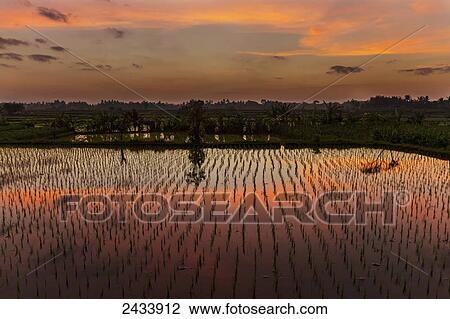 Rice fields at dawn near Ubud, Bali, Indonesia View Large Photo Image Stock Image - Rice fields at dawn near Ubud, Bali, Indonesia. Fotosearch