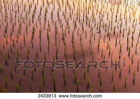 Rice fields at dawn near Ubud, Bali, Indonesia View Large Photo Image Stock Image - Rice fields at dawn near Ubud, Bali, Indonesia. Fotosearch