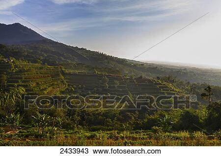 Rice terraces near Rendang, Bali, Indonesia View Large Photo Image Stock Image - Rice terraces near Rendang, Bali, Indonesia. Fotosearch