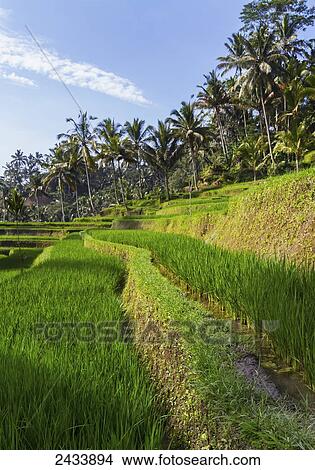 Rice terraces of Gunung Kawi, Tampaksiring, Bali, Indonesia View Large Photo Image Picture - Rice terraces of Gunung Kawi, Tampaksiring, Bali, Indonesia. Fotosearch