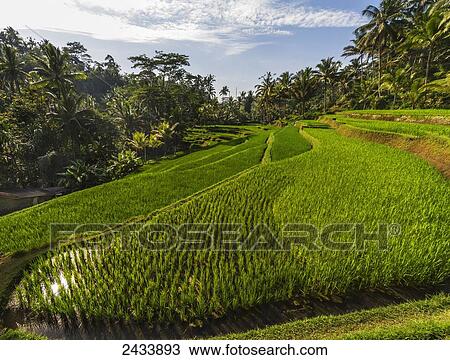 Rice terraces of Gunung Kawi, Tampaksiring, Bali, Indonesia View Large Photo Image Stock Image - Rice terraces of Gunung Kawi, Tampaksiring, Bali, Indonesia. Fotosearch