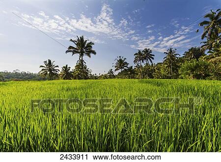 Stock Image - Rice terraces of Gunung Kawi, Tampaksiring, Bali, Indonesia. Fotosearch