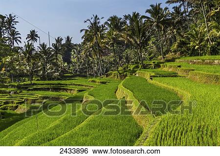Rice terraces of Gunung Kawi, Tampaksiring, Bali, Indonesia View Large Photo Image Stock Photograph - Rice terraces of Gunung Kawi, Tampaksiring, Bali, Indonesia. Fotosearch