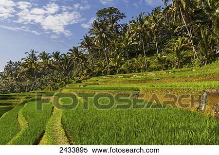 Rice terraces of Gunung Kawi, Tampaksiring, Bali, Indonesia View Large Photo Image Stock Photography - Rice terraces of Gunung Kawi, Tampaksiring, Bali, Indonesia. Fotosearch