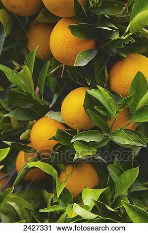 Stock Image - Ripe oranges on a tree; San Juan Capistrano, California, United States of America. Fotosearch