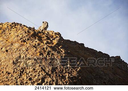 Rock hyrax (Procavia capensis) warming up in morning sun, Gheralta Lodge; Gheralta region, Tigray province, Ethiopia View Large Photo Image Stock Image - Rock hyrax (Procavia capensis) warming up in morning sun, Gheralta Lodge; Gheralta region, Tigray province, Ethiopia. Fotosearch