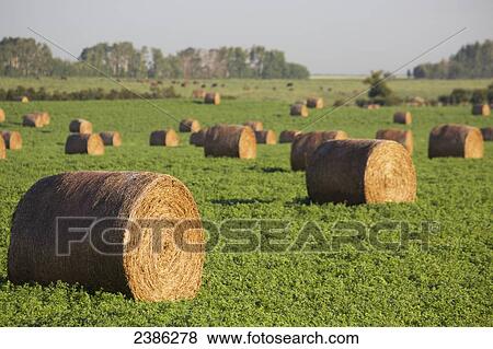 Rolled hay bails in alfalfa field with blue sky; Airdrie, Alberta, Canada View Large Photo Image Stock Photo - Rolled hay bails in alfalfa field with blue sky; Airdrie, Alberta, Canada. Fotosearch