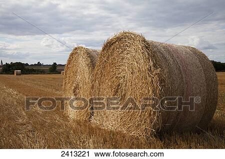 Rolled hay bales in a field; Oland, Sweden View Large Photo Image Stock Image - Rolled hay bales in a field; Oland, Sweden. Fotosearch