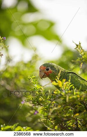 Rose throated parrot; Grand Cayman, Cayman Islands View Large Photo Image Stock Photo - Rose throated parrot; Grand Cayman, Cayman Islands. Fotosearch