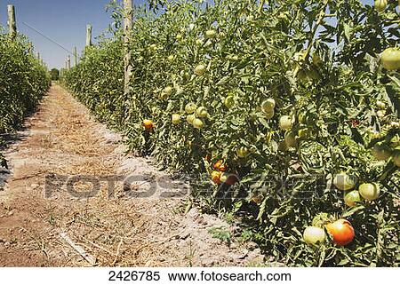 Rows of tomato plants; Argentina View Large Photo Image Stock Photography - Rows of tomato plants; Argentina. Fotosearch