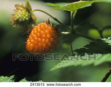 Salmonberry (Rubus spectabilis); Waldport, Oregon, United States of America View Large Photo Image Stock Photography - Salmonberry (Rubus spectabilis); Waldport, Oregon, United States of America. Fotosearch