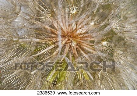Stock Photo - Salsify seeds; Wilbur, Oregon, United States of America. Fotosearch