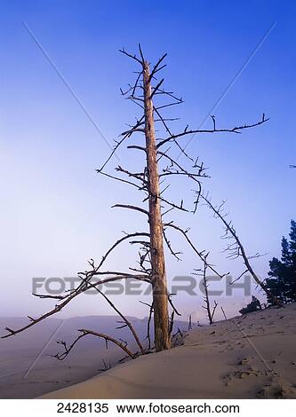 Stock Photography - Sand chokes out many trees along the dunes; Lakeside, Oregon, United States of America. Fotosearch