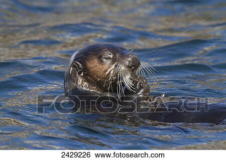 Stock Photograph - Sea Otter in Whittier, Alaska. Winter. Otters. Southcentral Alaska.. Fotosearch