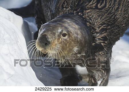 Sea Otter in Whittier, Alaska. Winter. Otters. Southcentral Alaska. View Large Photo Image Stock Photography - Sea Otter in Whittier, Alaska. Winter. Otters. Southcentral Alaska.. Fotosearch