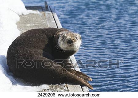 Sea otter laying on dock in Whittier, Southcentral Alaska, Spring View Large Photo Image Stock Photograph - Sea otter laying on dock in Whittier, Southcentral Alaska, Spring. Fotosearch